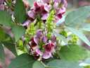 AsIX̉
